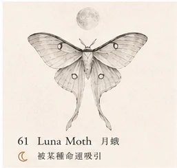 Luna Moth · Attraction to Light